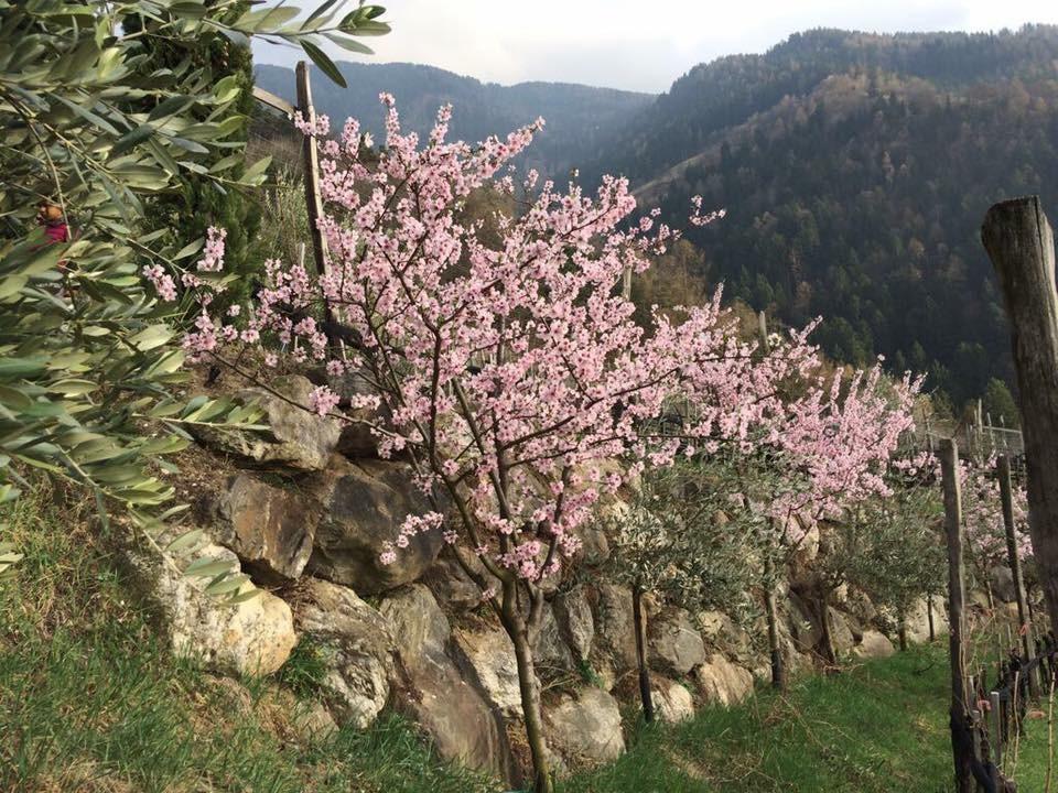 Biohof Niedereben Villa Rablà Exterior foto